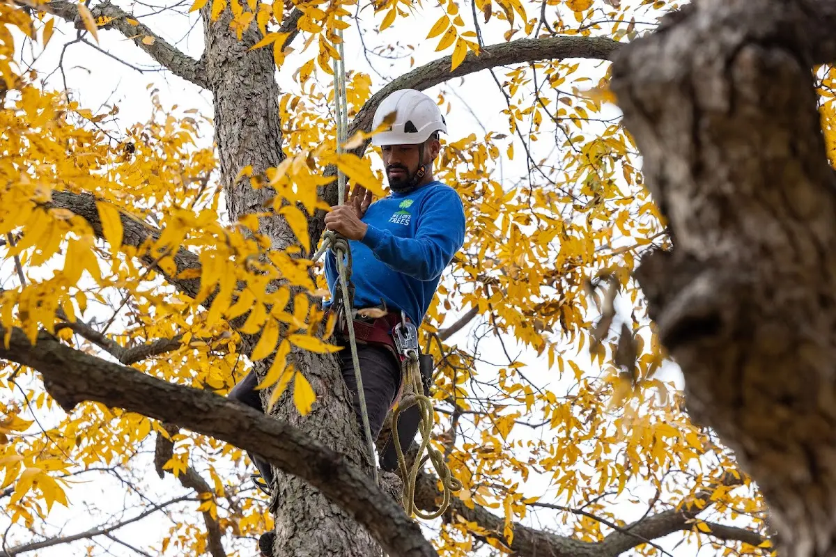 Skilled Tree Trimming crew working in Carthage