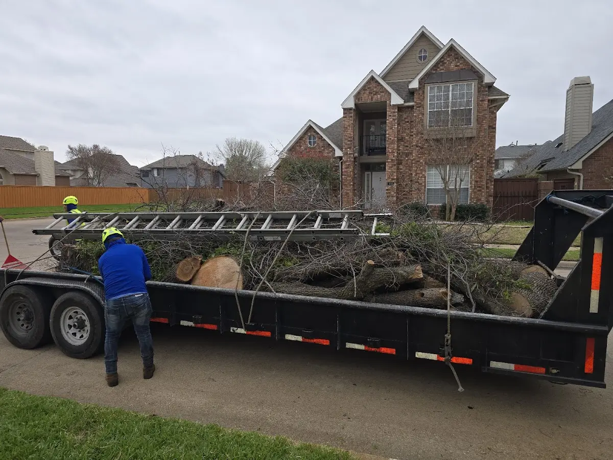Expert Tree Removal with proper safety equipment in Carthage